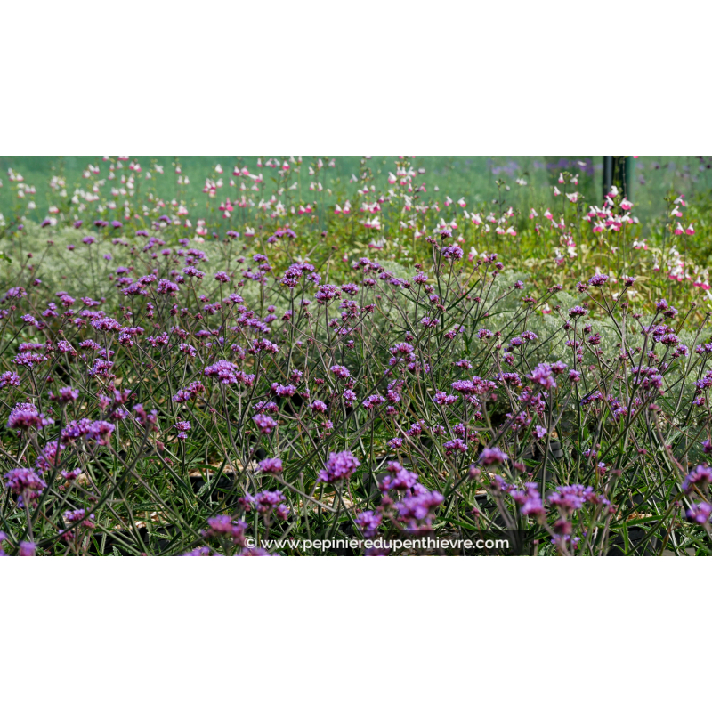 VERBENA bonariensis 'Lollipop'®