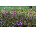 VERBENA bonariensis 'Lollipop'®