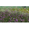 VERBENA bonariensis \'Lollipop\'