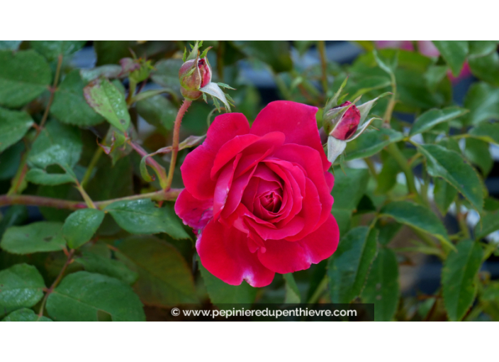 ROSIER 'Elegance Française'®