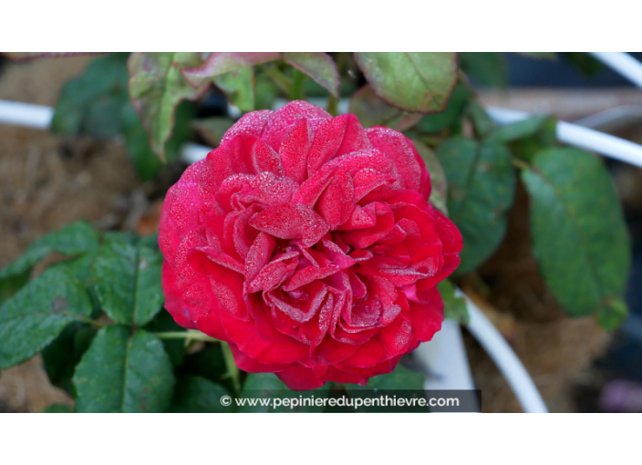 ROSIER 'You and Me'® ROSIER 'You and Me'®