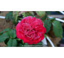 ROSIER 'You and Me'® ROSIER 'You and Me'®