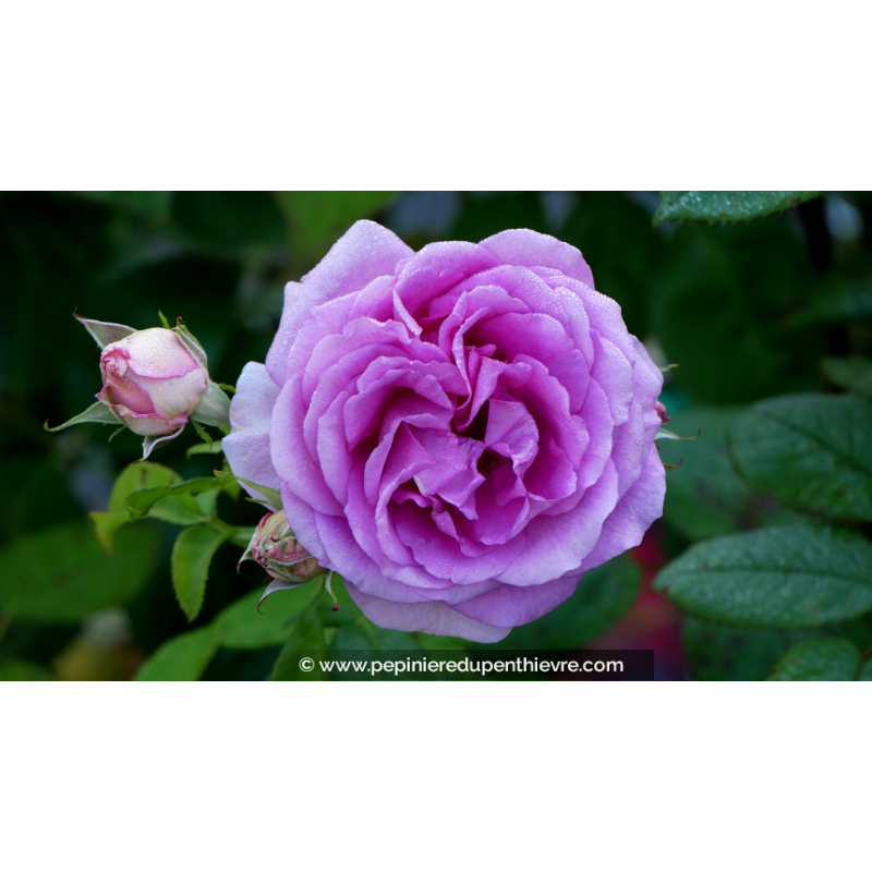 ROSIER 'Village de St Yrieix sous Aixe'®