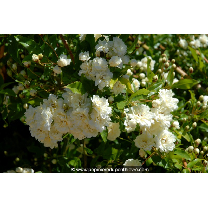 ROSIER grimpant ROSA banksiae 'Alba Plena'
