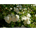 ROSIER grimpant ROSA banksiae 'Alba Plena'