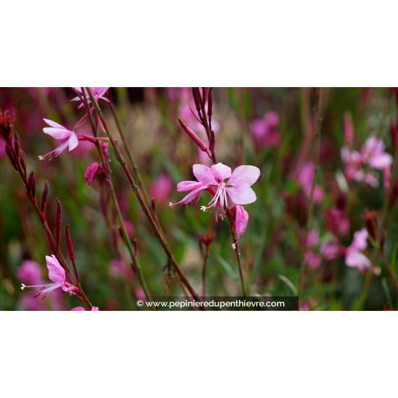 GAURA lindheimeri 'Lillipop Pink'