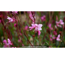 GAURA lindheimeri 'Lillipop Pink'