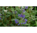 CARYOPTERIS x clandonensis 'Grand Bleu'