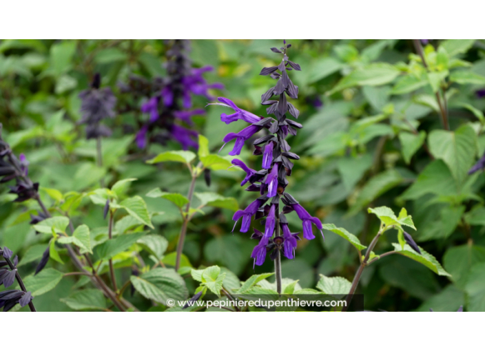 SALVIA 'Amistad' SALVIA 'Amistad'