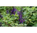SALVIA 'Amistad' SALVIA 'Amistad'