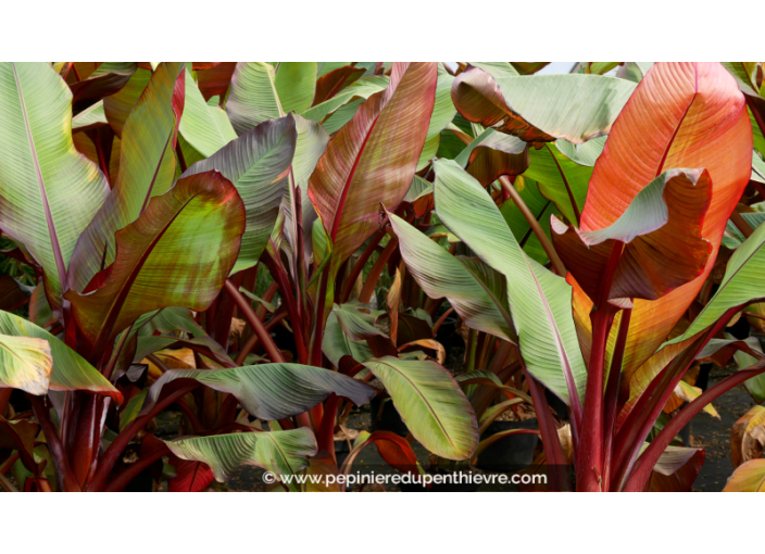 ENSETE ventricosum 'Maurelii', Bananier rouge - Pépinière du Penthièvre