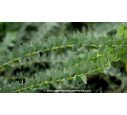 ACACIA cultriformis ACACIA cultriformis