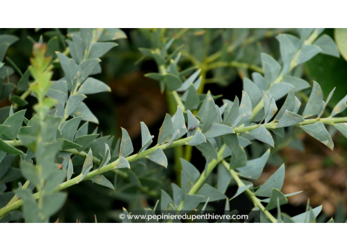 ACACIA cultriformis ACACIA cultriformis