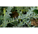 ACACIA cultriformis ACACIA cultriformis