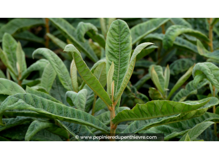 NÉFLIER DU JAPON - ERIOBOTRYA japonica