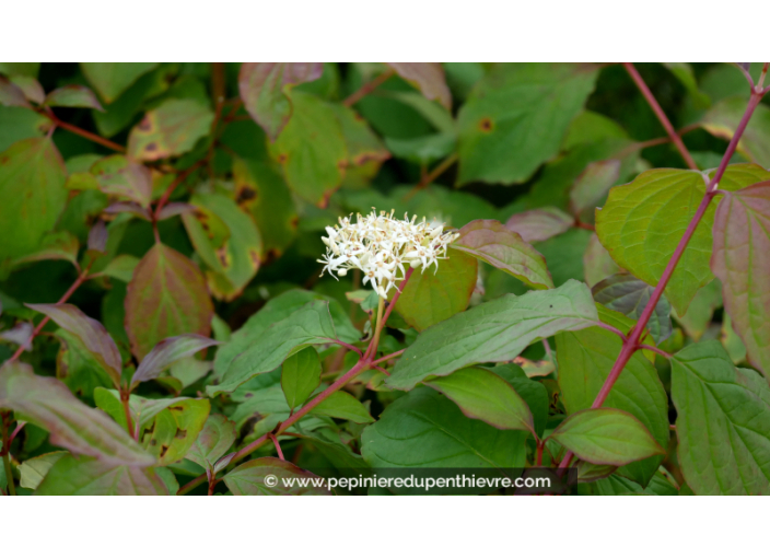 CORNUS sanguinea 'Midwinter Fire' - Printemps