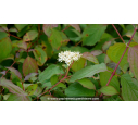 CORNUS sanguinea 'Midwinter Fire' - Printemps