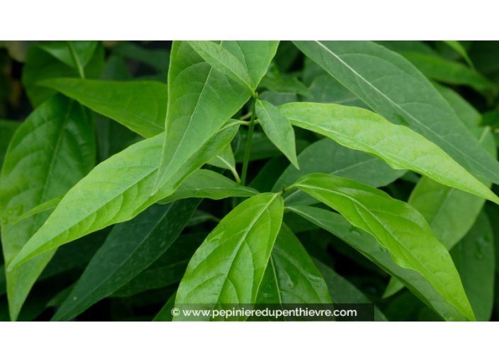 CHIMONANTHUS praecox