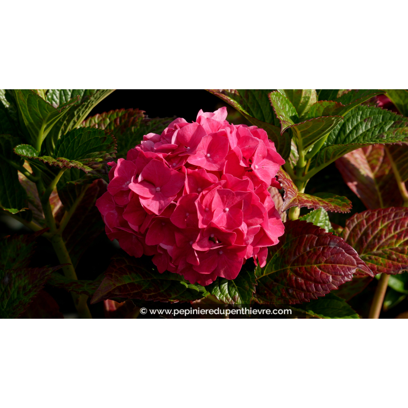 HYDRANGEA macrophylla 'Masja'