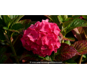 HYDRANGEA macrophylla 'Masja'