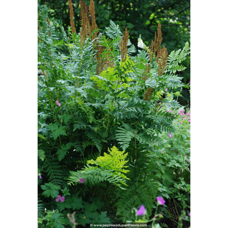 OSMUNDA regalis