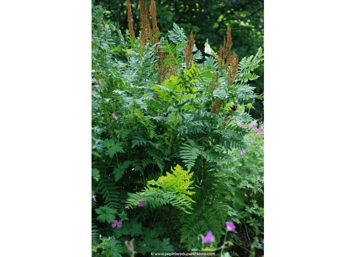 OSMUNDA regalis