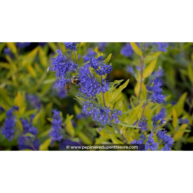 CARYOPTERIS x clandonensis 'Worcester Gold'