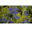 CARYOPTERIS x clandonensis 'Worcester Gold' CARYOPTERIS x clandonensis 'Worcester Gold'