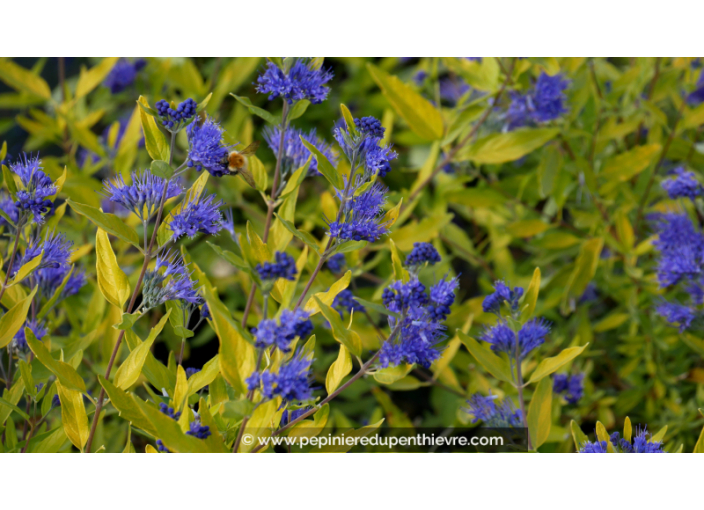 CARYOPTERIS x clandonensis 'Worcester Gold' CARYOPTERIS x clandonensis 'Worcester Gold'