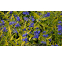 CARYOPTERIS x clandonensis 'Worcester Gold' CARYOPTERIS x clandonensis 'Worcester Gold'