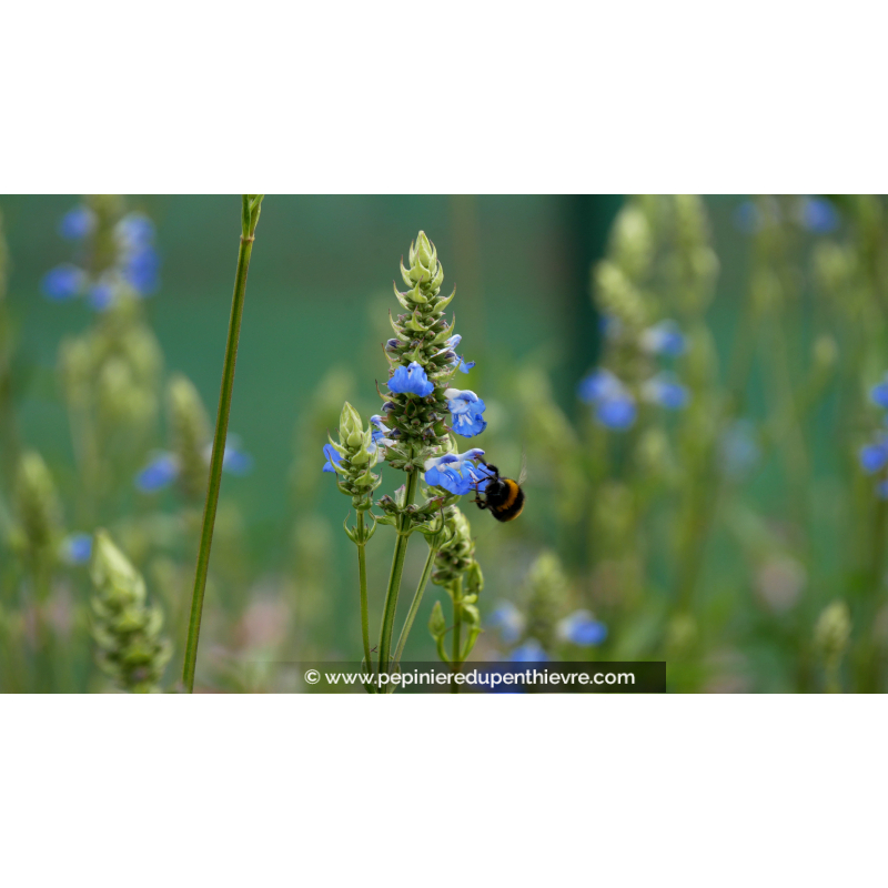 SALVIA uliginosa