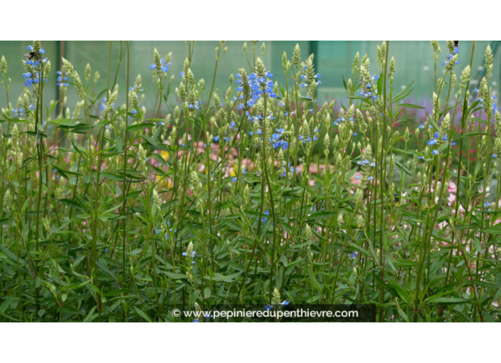 SALVIA uliginosa