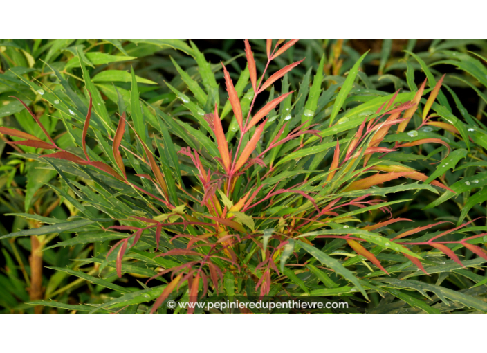 MAHONIA eurybracteata 'Sweet Winter'