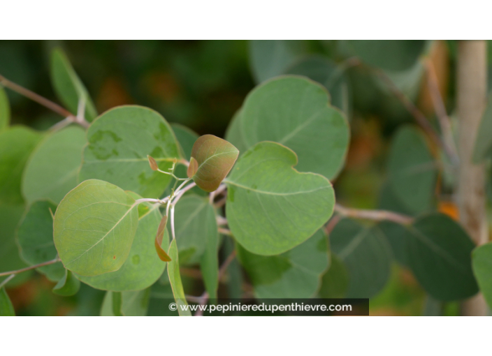 EUCALYPTUS	polyanthemos