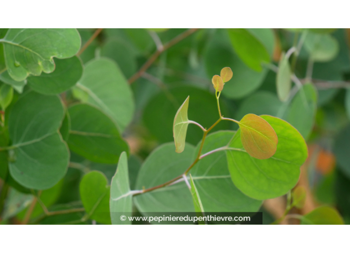 EUCALYPTUS	polyanthemos