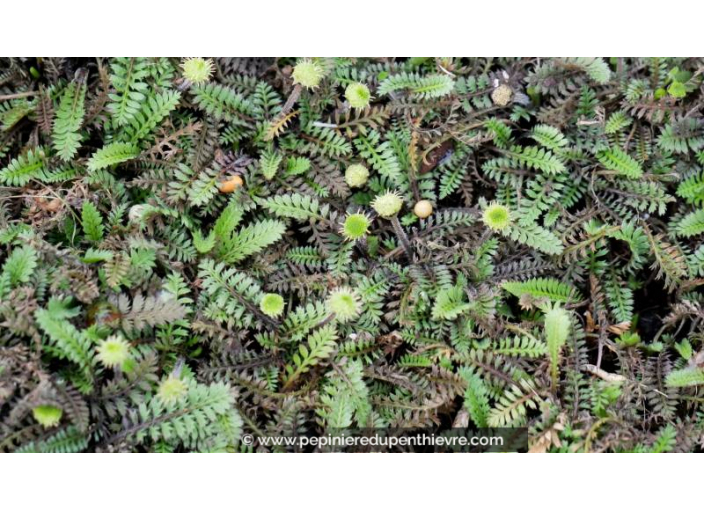 LEPTINELLA squalida 'Platt's Black'