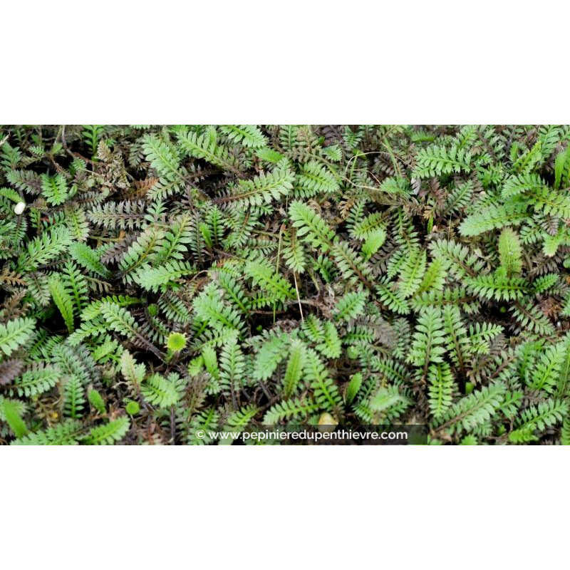 LEPTINELLA squalida 'Platt's Black'