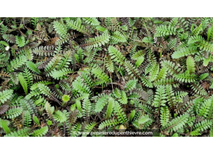 LEPTINELLA squalida 'Platt's Black'