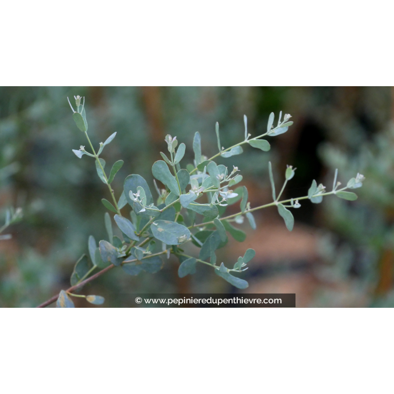 EUCALYPTUS gunnii 'France Bleu'