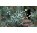 EUCALYPTUS gunnii 'France Bleu'