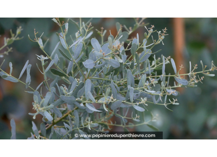 EUCALYPTUS gunnii 'France Bleu'