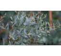 EUCALYPTUS gunnii 'France Bleu'