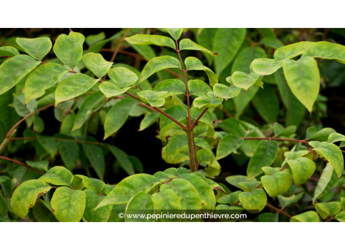 TETRADIUM daniellii - Automne