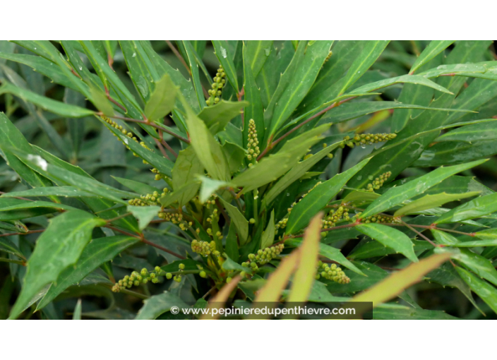 MAHONIA eurybracteata 'Sweet Winter'