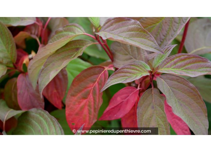 CORNUS alba