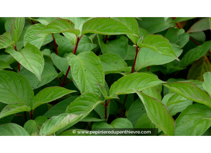 CORNUS alba