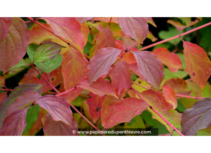 CORNUS sanguinea 'Midwinter Fire' - Automne