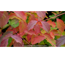 CORNUS sanguinea 'Midwinter Fire' - Automne