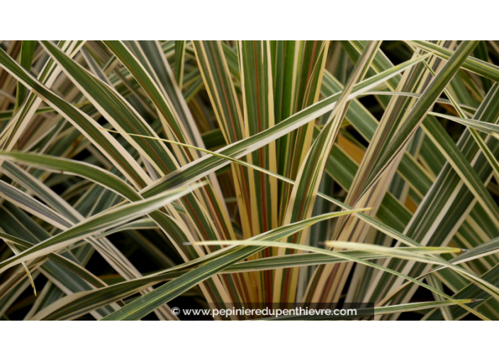 CORDYLINE australis 'Torbay Dazzler'