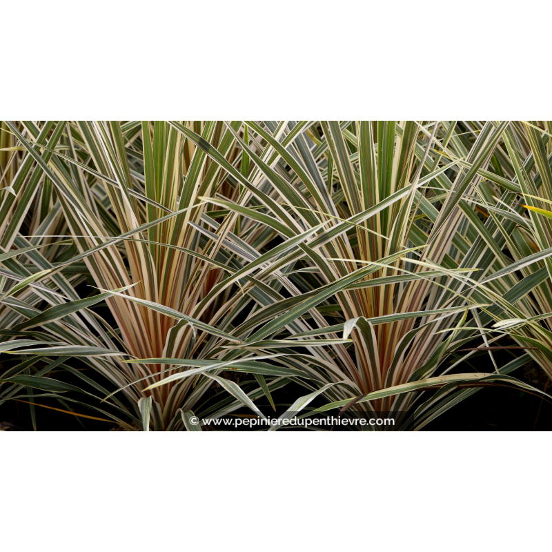 CORDYLINE australis 'Torbay Dazzler'